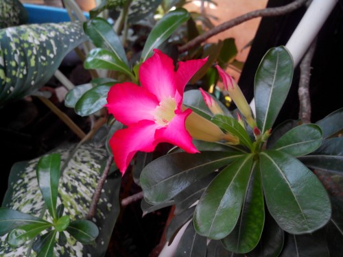 Review Wearnes ZeusPhone ZP-531: Smartphone Android Dua Jutaan Berlayar Besar 7 Hasil kamera Wearnes ZeusPhone ZP-531 outdoor