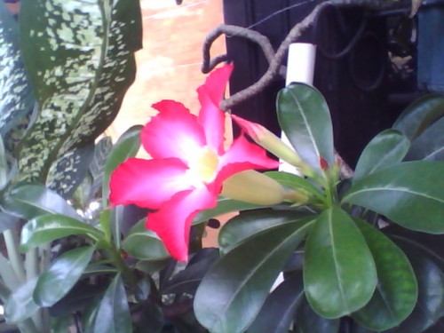 Review Wearnes ZeusPhone ZP-531: Smartphone Android Dua Jutaan Berlayar Besar 9 Hasil kamera depan Wearnes ZeusPhone ZP-531 outdoor