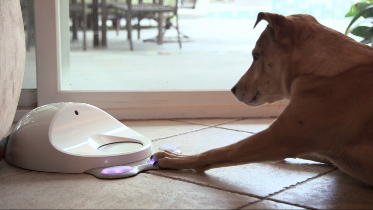 CleverPet,  CleverPet Dog8