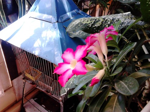 Review Sony Xperia E1 Dual: Smartphone Android Dual-SIM dengan Walkman 9 Hasil Kamera Xperia E1 Dual (1)