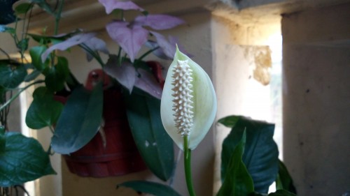 Review Smartphone Android Acer Liquid E3: Sang Penerus dengan Layar 720p dan Kamera 13MP 5 Kamera belakang outdoor Liquid E3 (1)