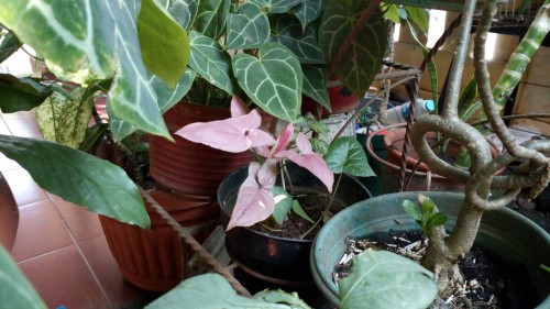 Review Smartphone Android Acer Liquid E3: Sang Penerus dengan Layar 720p dan Kamera 13MP 6 Kamera belakang outdoor Liquid E3 (2)