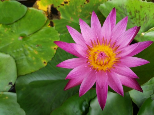 Review Lenovo Vibe Z: Smartphone Android Kencang dengan Kamera Andal 4 Lenovo Vibe Z - Hasil Makro