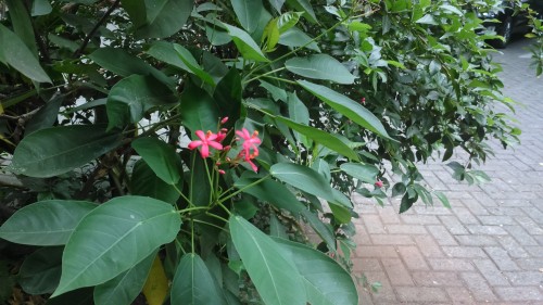 Hasil foto kamera belakang Xperia T2 Ultra Dual (1)