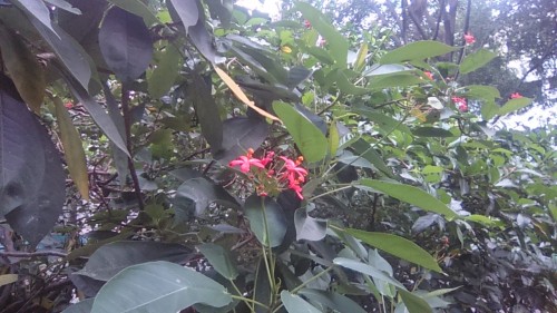 Hasil foto kamera depan Xperia T2 Ultra Dual (2)