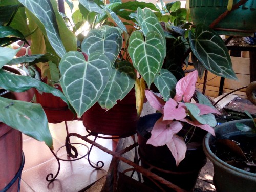 Hasil Kamera belakang Lenovo Tab A8 (outdoor)