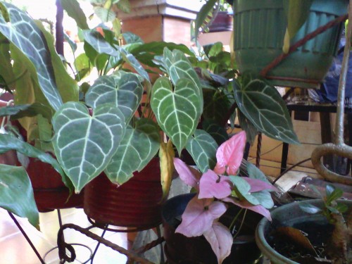 Hasil Kamera depan Lenovo Tab A8 (outdoor)