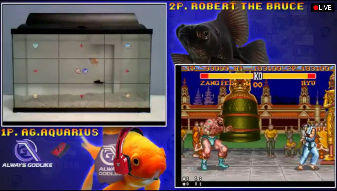 Simak Pertarungan Street Fighter Antara Dua Ekor Ikan! 18 fish plays sf