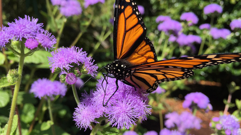 Apple Resmi Umumkan iPhone 6 dan iPhone 6 Plus 6 hasil foto iphone 6