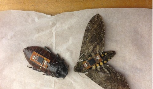 Serangga Biorobotic Penyelamat Tengah Dikembangkan 1 BUGS2