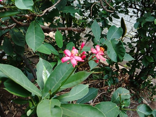 Review Bolt Powerphone ZTE V9820: Smartphone Android 4G dengan Fitur DSDA 5 Hasil foto kamera belakang bolt powerphone zte (2)