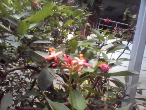 Review Bolt Powerphone ZTE V9820: Smartphone Android 4G dengan Fitur DSDA 7 Hasil foto kamera depan Bolt powerphone zte (2)