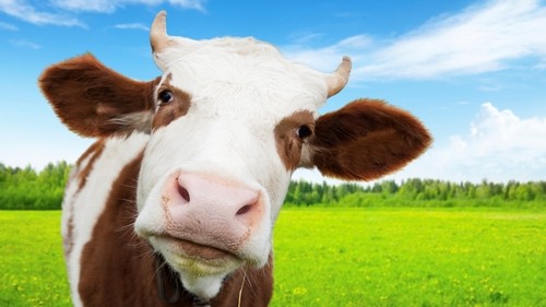 Smart Wearable untuk Sapi Telah Dikembangkan 1 cow and field of fresh grass