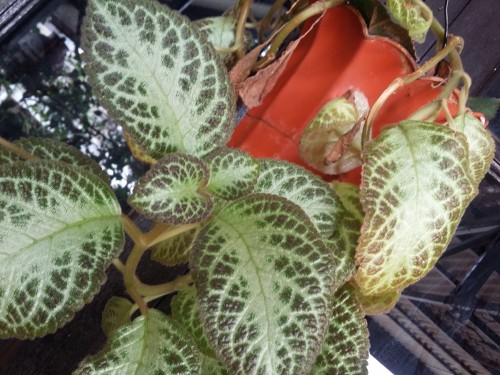 Hasil Kamera belakang Galaxy Grand Prime (1)