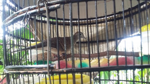 Hasil Kamera belakang Galaxy Grand Prime (5)