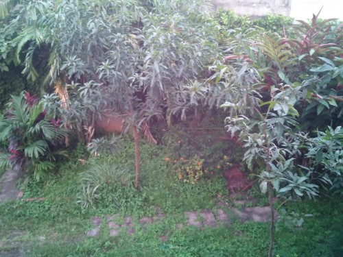 AndroidOne - Evercoss - Kamera Belakang Outdoor