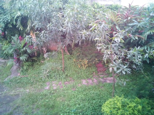 AndroidOne - Mito - Kamera Belakang Outdoor