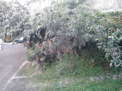 AndroidOne - Mito - Kamera Depan Outdoor