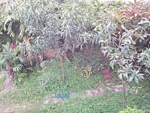 AndroidOne - Nexian - Kamera Belakang Outdoor