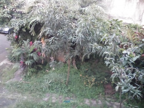 AndroidOne - Nexian - Kamera Depan Outdoor