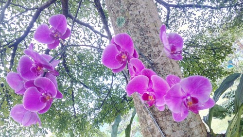 Lenovo Media Camp 2015: Hasil Kamera P70 5 Hasil Kamera P70 5