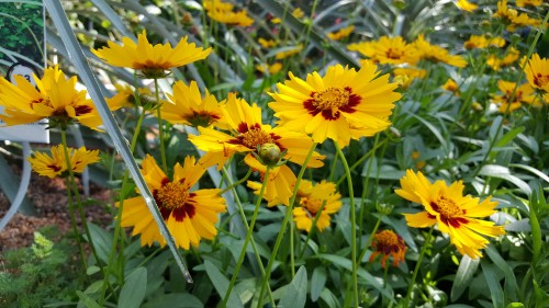 Hasil Kamera Samsung Galaxy S6 (2)