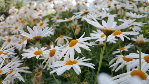 Hasil Kamera Samsung Galaxy S6 (3)