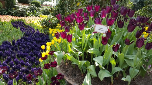 Hasil Kamera Samsung Galaxy S6 (4)