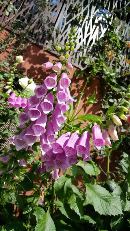 Hasil Kamera Samsung Galaxy S6 (9)