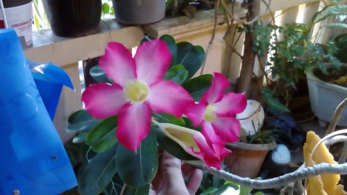 Review Sony Xperia E4 Dual: Smartphone Android Dual-SIM untuk Anak Muda 5 DSC_0005