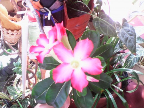 Review SpeedUp Pad Pop: Tablet Android 3G KitKat Murah 2 IMG_20150527_084901