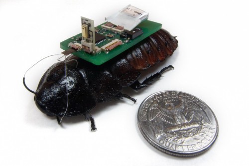 Kecoa Cyborg untuk SAR Siap Diuji Coba 1 cockroach-cyborgs