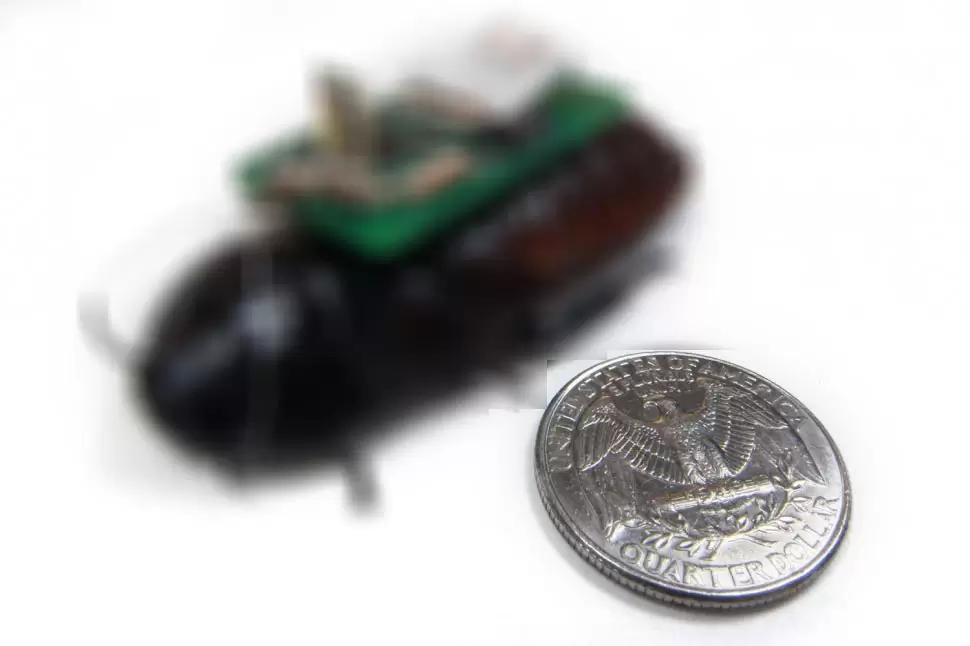 Kecoa Cyborg untuk SAR Siap Diuji Coba 1 cockroach cyborgs1