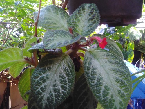 Review Smartphone Android 4G Murah: Bolt PowerPhone E1 5 Hasil Kamera Bolt Powerphone E1 (3)