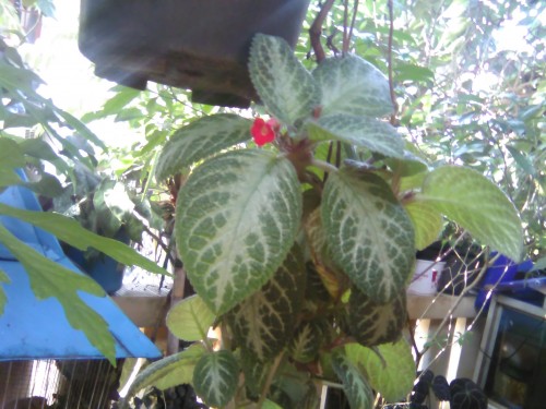 Review Smartphone Android 4G Murah: Bolt PowerPhone E1 7 Hasil Kamera Bolt Powerphone E1 (4)