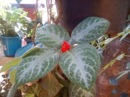 Hasil kamera Lenovo Tab 2 A7-30 (1)