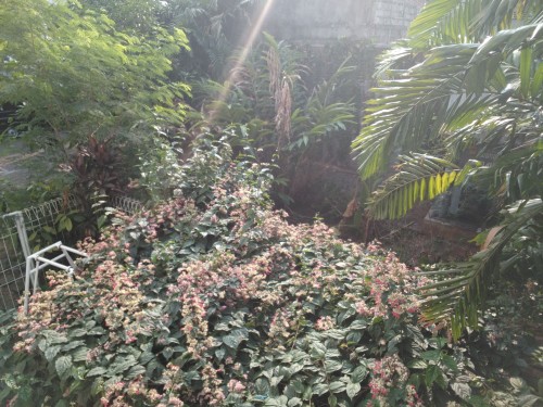 Vivo X5Pro - Hasil Kamera Depan Outdoor