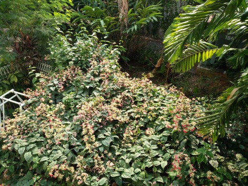 Vivo X5Pro - Hasil Kamera Utama Outdoor