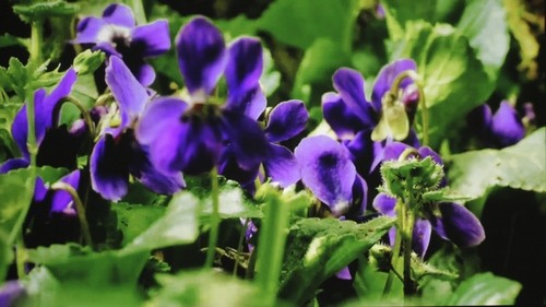 Acer K138ST Bright - Video