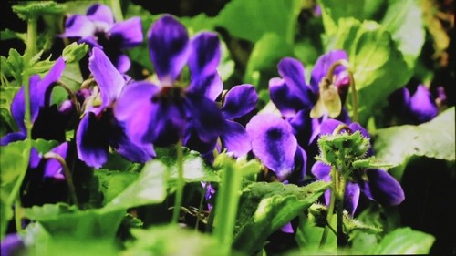 Acer K138ST Game - Video