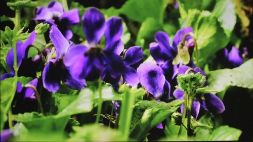 Acer K138ST Picture - Video