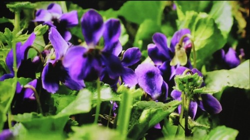 Acer K138ST Standard - Video