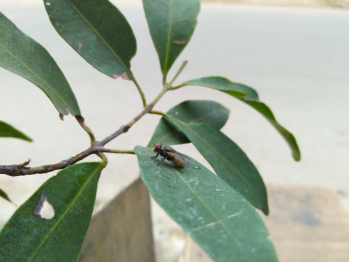 Review Smartphone Android: ZTE Blade A711 7 IMG_20160106_112503