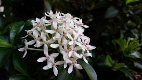 Review Smartphone Android: Infinix Note 2 LTE X600 6 IMG_20160108_100836