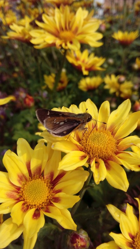 Review Smartphone Android: Lenovo A7000 Plus 6 Lenovo-A7000plus-Korea (5)