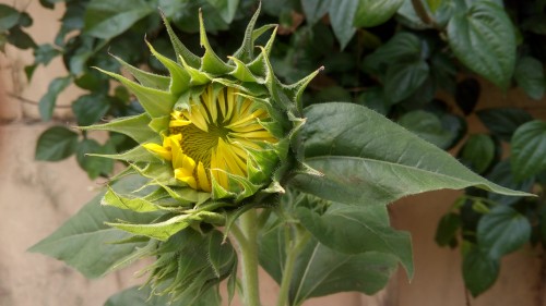 Review Smartphone Android: Axioo Venge X 6 kamera belakang (1)