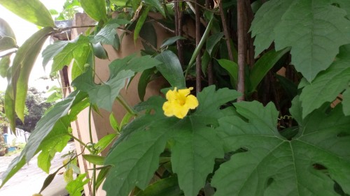 Review Smartphone Android: Axioo Venge X 5 kamera belakang (3)