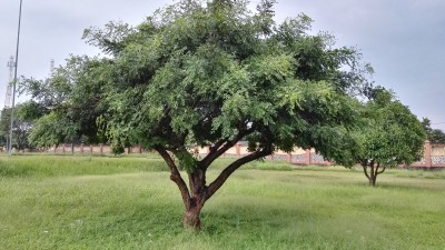 Review Smartphone Android Huawei P8 7 IMG 20160207 185252