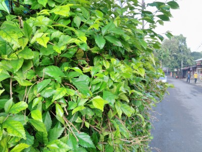 Review Smartphone Android: Lenovo A6010 (Bundling Smartfren 4G LTE Advance) 6 IMG 20160306 065844