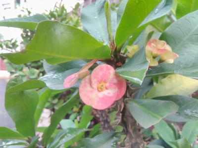 Review Smartphone Android: Lenovo A6010 (Bundling Smartfren 4G LTE Advance) 2 IMG 20160306 071308